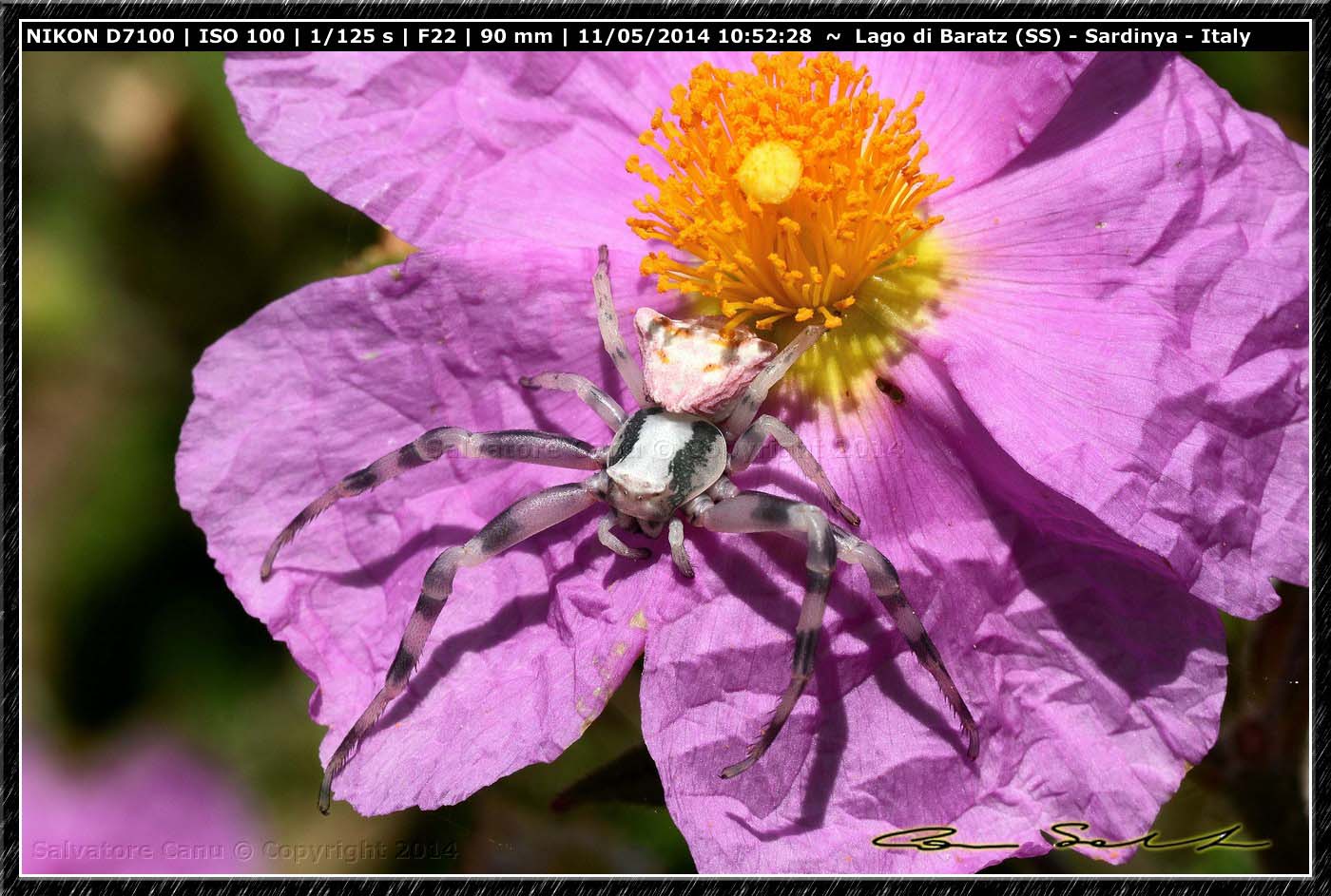 Thomisus onustus - Lago di Baratz (SS)